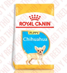 Chihuahua Puppy 1.5Kg