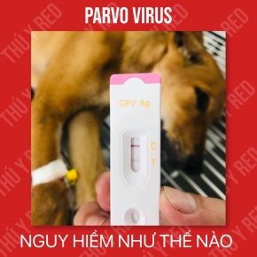 PARVO VIRUS GÂY TIÊU CHẢY MÁU Ở CHÓ NGUY HIỂM NHƯ THẾ NÀO ?